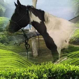 Meet your Posher, Peggy